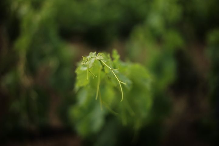 LA VILA SEPIA — vue 3